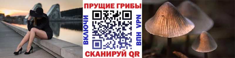 как найти   Коркино  Псилоцибиновые грибы ЛСД 
